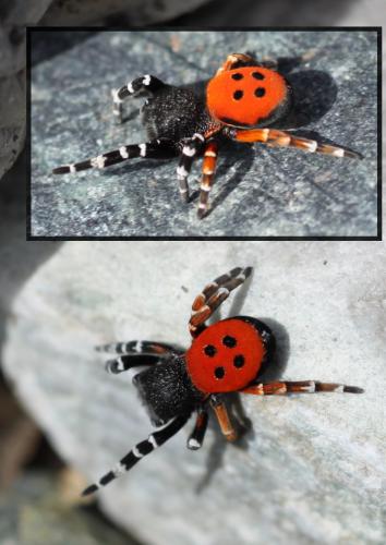 Eresus kollari